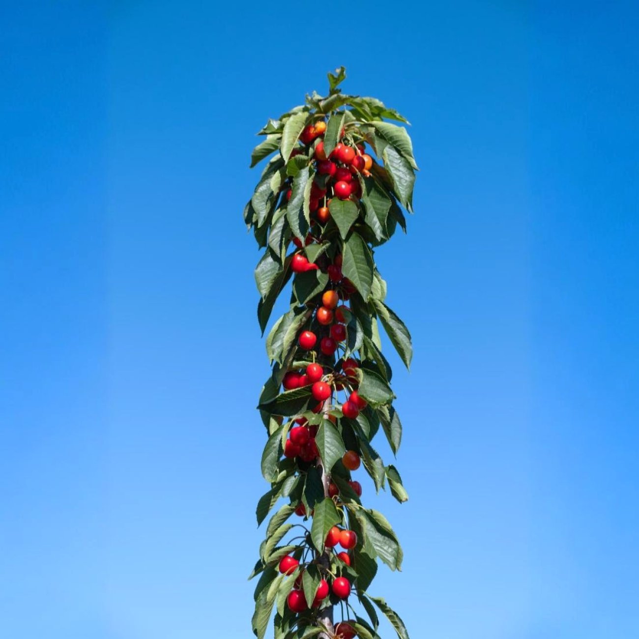 Obrázok Stĺpovitá čerešňa (Prunus avium) ´SILVIA´ - neskorá - výška 140-170 cm, voľnokorenná